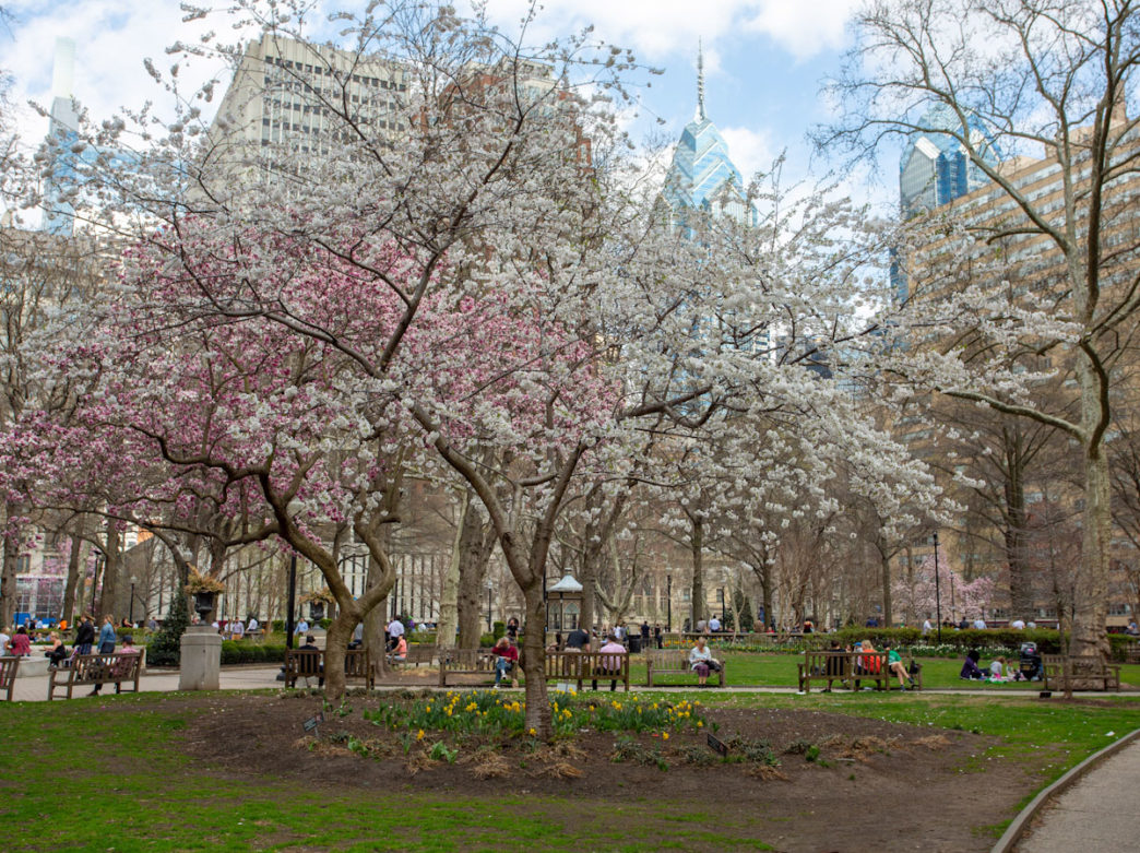 Cherry blossoms at Rittenhouse Square.