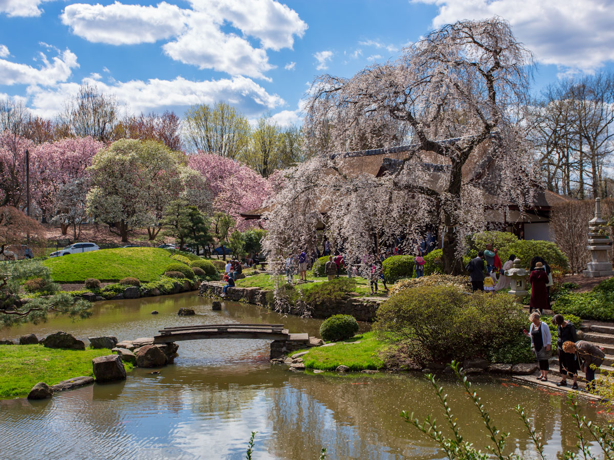 Cherry blossoms bloom at Shofuso Japanese House and Garden.