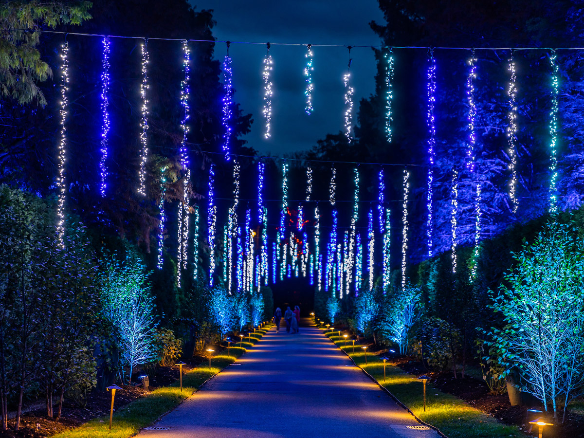 Longwood Christmas beneath cascading icicle lights
