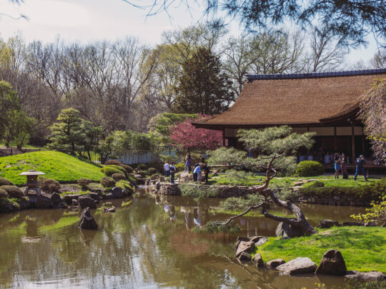 An image of a house, pond and garden at the Shofuso Japanese Cultural Center in early spring.