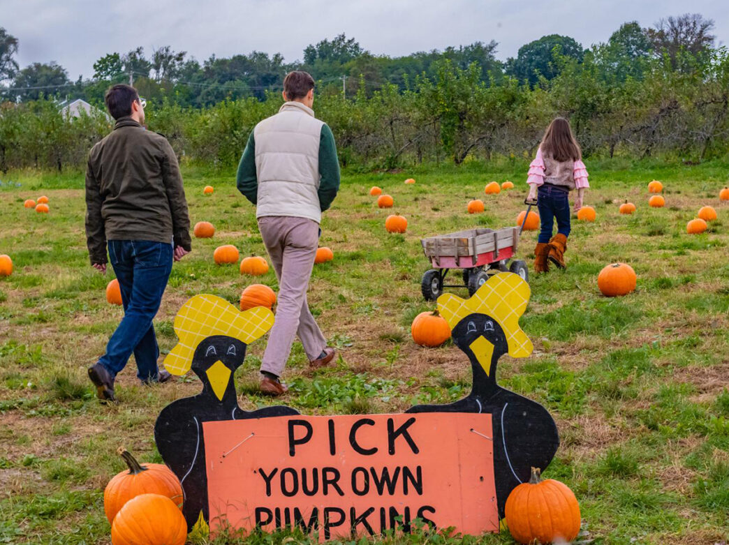 Three people walk through a pumpkin patch with a cart to pick pumpkins at Snipes Farm. A sign says "PICK YOUR OWN PUMPKINS" in back paint on a salmon background.