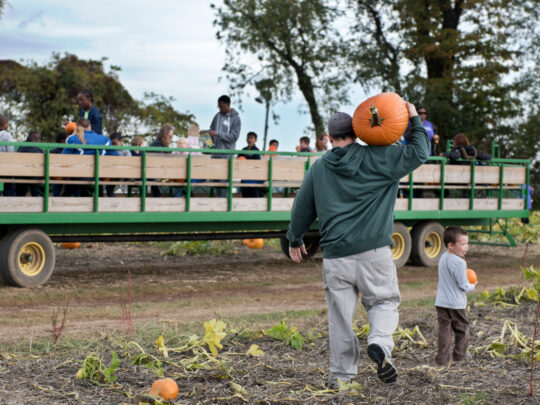A father carries a large pumpkin on his shoulder and a child carries a small pumpkin in their hands while walking through a pumpkin patch at Shady Brook Farm. In the background, people sit on a wagon for a wagon ride.