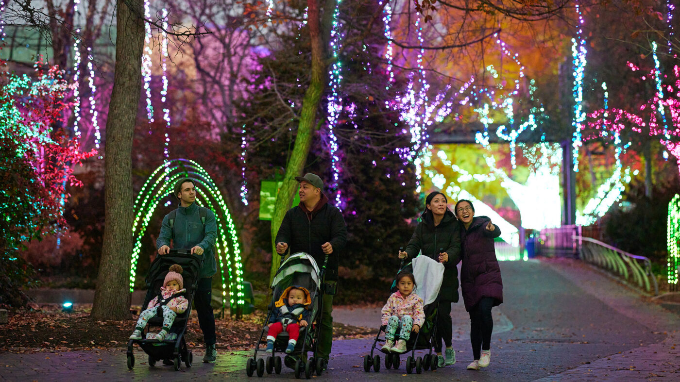 Families with strollers walk through the LumiNature display at the Philadelphia Zoo. Vibrant, colorful lights illuminate the trees and pathways.