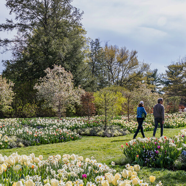 Two people walk through the Idea Garden at Longwood Gardens. The grassy garden contains blooming yellow tulips and daffodils in the flower beds.