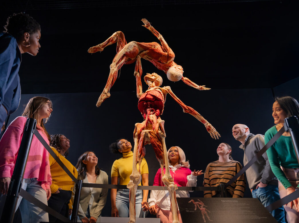 Two preserved bodies stand on display, muscular and skeletal systems exposed, posing in a dance. A group of people gaze in awe