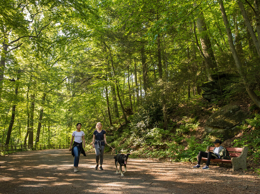 Two women walk along a dirt trail while walking a large brown dog. Tall green trees line the walking path and provide shade.