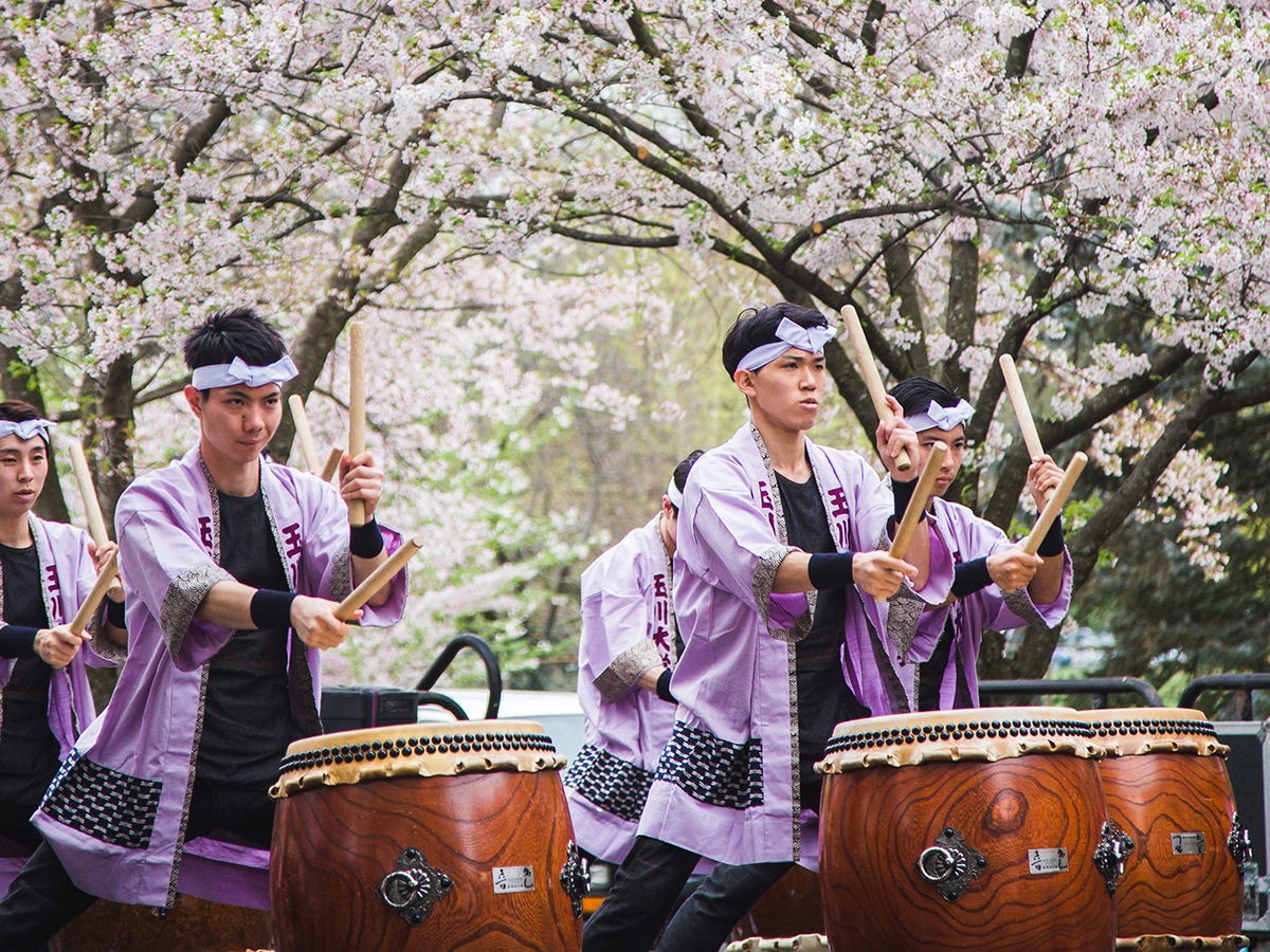 Performers wearing traditional Japanese attire play Taiko drums in front of a backdrop of blooming cherry blossom trees.