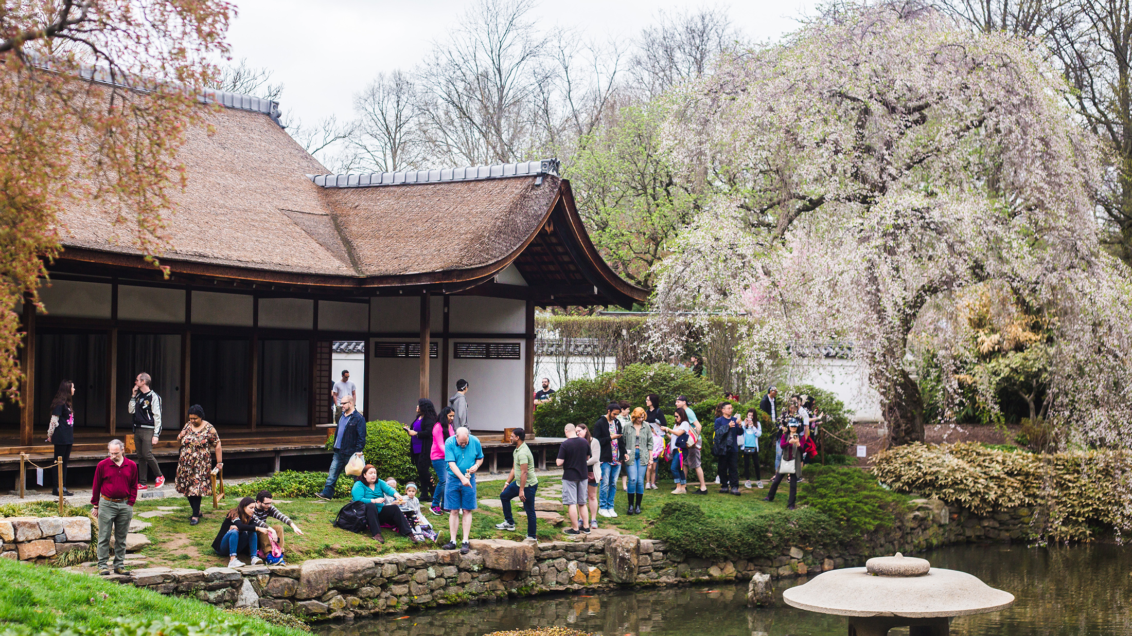 Visitors gather around Shofuso Japanese House and Garden in Philadelphia, admiring the cherry blossoms and enjoying the serene pondside setting during the annual Cherry Blossom Festival.