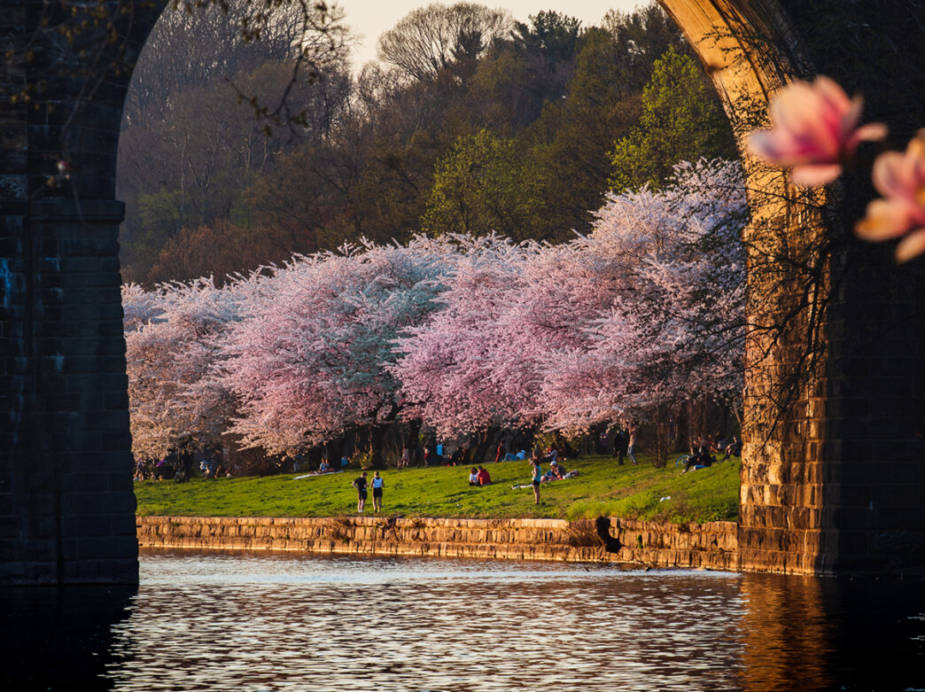 Pink blooming cherry blossom trees line the Schuylkill River in Philadelphia. People stand in the grassy lawn under the trees.