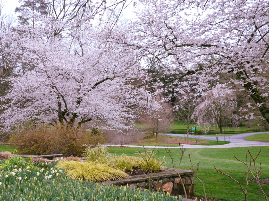 Cherry blossom trees bloom with pink flowers in a grassy lawn with paved walkways at Longwood Gardens.