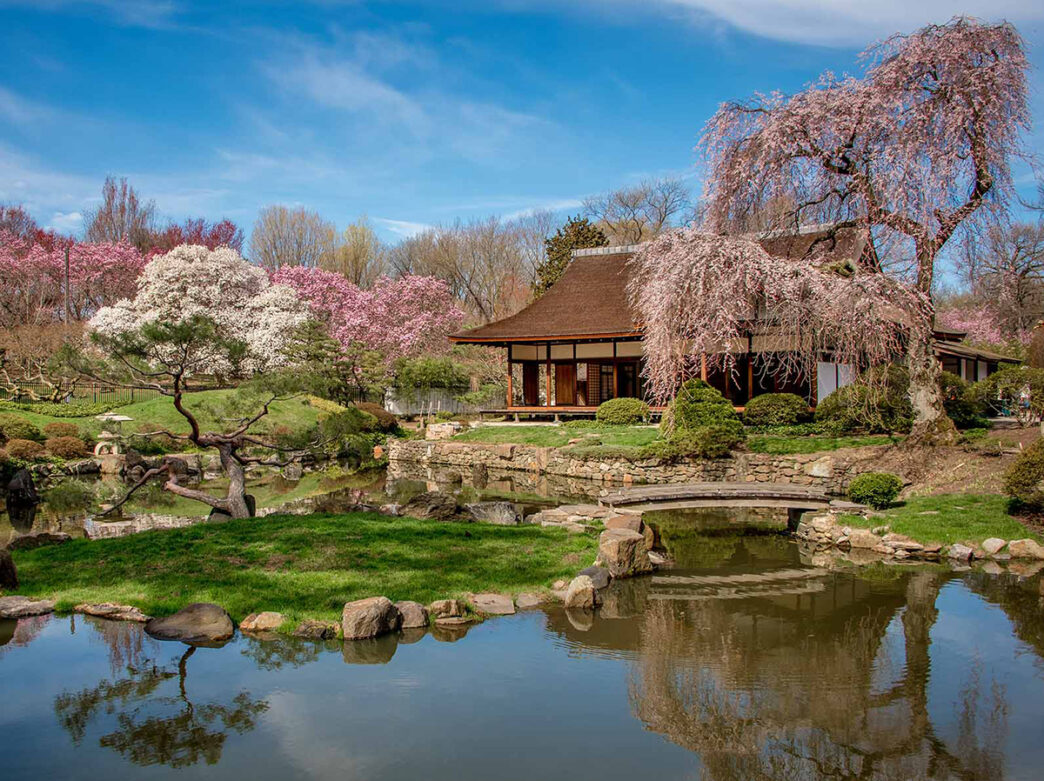 An image of a house, pond and garden at the Shofuso Japanese Cultural Center surrounded by blooming pink cherry blossom trees and green grass.