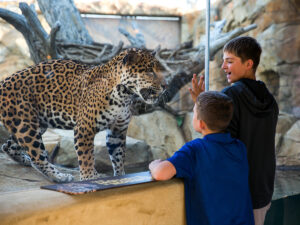 Two kids look at a leopard within a glass closure at the Elmwood Park Zoo.